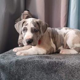Great Danes from Spring Creek Danes