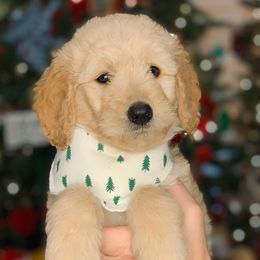 Bernedoodles and Goldendoodles from Country Mountain Dogs