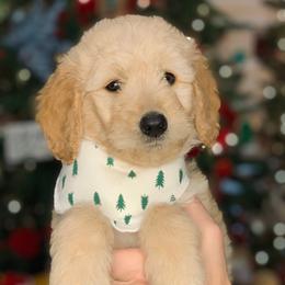Bernedoodles and Goldendoodles from Country Mountain Dogs
