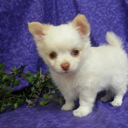 Chihuahua Puppies from Carsten's Chihuahuas