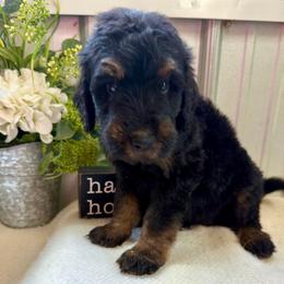River - Phantom male Bernedoodle puppy in Hackleburg, Alabama from The Doodle Patch