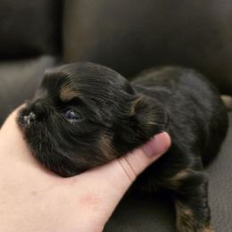 Boy 2 - Black and tan male Shih Tzu puppy in Norris City, Illinois from Dainty and Darling Shih Tzu