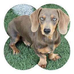 Lucchese - Dachshund
