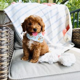 Macchiato - Toy Size - Red  male Goldendoodle puppy in Elizabethtown, Kentucky from Reddy Poodles & Doodles