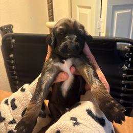 Princess Rose - Red female Afghan Hound puppy in Cottonwood, California from California Royal Afghans