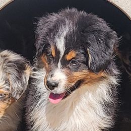 Bennie - Black tri male Miniature American Shepherd puppy in Duchesne, Utah from Ivie Farms Miniature Shepherds