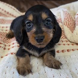 Champion sired boy 3 - Black and tan male Dachshund puppy in Newalla, Oklahoma from Roughstock Border Collies and Dachshunds