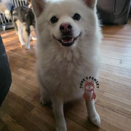 Mickie Booboo - White male Pomsky puppy in Blaine, Minnesota from Yuna's Pomsky