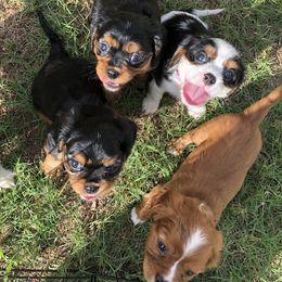 Cavalier King Charles Spaniel Puppies from Colorful Cavaliers
