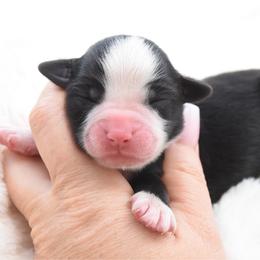 Black bi female - Black & white female Miniature Australian Shepherd puppy in Chickasha, Oklahoma from Rustic Lace