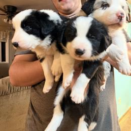 Border Collie Puppies from Cahill’s Canines