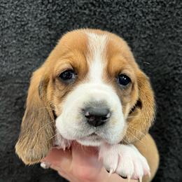 Twizzler (red) - Brown black and white female Basset Hound puppy in Kingsport, Tennessee from Bear’s Bassets