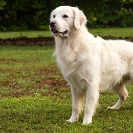 Golden Retrievers from Sipek’s Golden Retrievers of the Springs