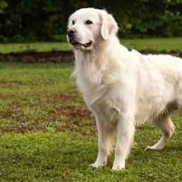 Golden Retrievers from Sipek’s Golden Retrievers of the Springs