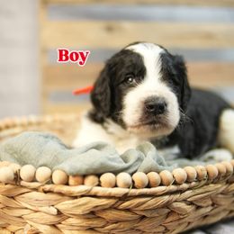 Red Collar - Black and white male Assorted Doodle Crosses puppy in Elma, New York from Newfiedoodles of WNY