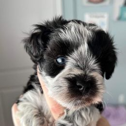 Miniature Schnauzers from Cortney Mclellan's Miniature Schnauzers