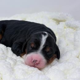 Bea - Tri-color female Bernedoodle puppy in Fleming, Colorado from Vandenbark Doodles