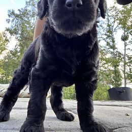 Goldendoodle Puppies from Diverse Nurturing Affectionate Doodle Kennel