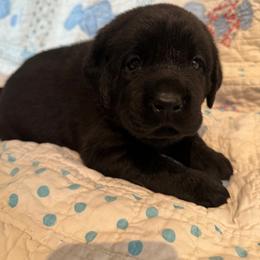 Girl 2 - Black female Labrador Retriever puppy in Colorado City, Colorado from Labrador emPAWrium