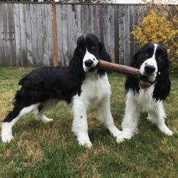 English Springer Spaniel Puppies from Tandem English Springer Spaniels