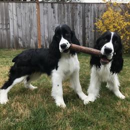 English Springer Spaniel Puppies from Tandem English Springer Spaniels