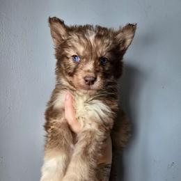 Red boy - Red and white male Siberian Husky puppy in East Otto, New York from Howling Huskies