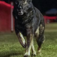 German Shepherds from Wernerhaus LLC