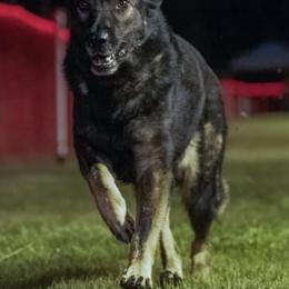 German Shepherds from Wernerhaus LLC