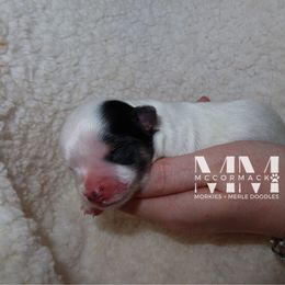 Wesson - Black and White Parti Morkie - Black & tan tri-color male Morkie puppy in Franklin, Tennessee from McCormack Morkies + Merle Doodles