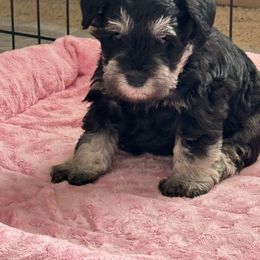 Miniature Schnauzer Puppies from Connie's Mini Schnauzer’s
