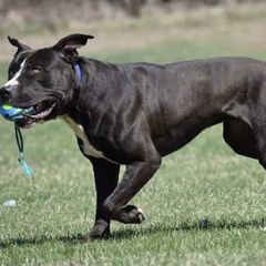 Belgian Malinois and Sporty Mixes from Sirius Performance Dogs