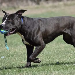 Belgian Malinois and Sporty Mixes from Sirius Performance Dogs