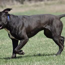 Belgian Malinois and Sporty Mixes from Sirius Performance Dogs