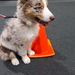 Australian Shepherd and Miniature Australian Shepherd Puppies from Grayback Aussies