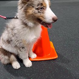 Australian Shepherd and Miniature Australian Shepherd Puppies from Grayback Aussies