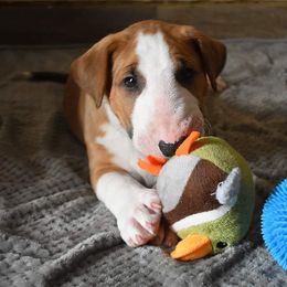 Bull Terrier Puppies from Virtue Bull Terriers