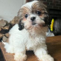 Ariel - Brindle female Shih Tzu puppy in Stroudsburg, Pennsylvania from Puppyville Pa Shih Tzu & frenchies