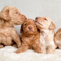 Goldendoodle Puppies from Summer Sun Doodles