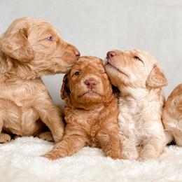 Goldendoodle Puppies from Summer Sun Doodles