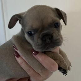 French Bulldogs from Heather's French Bulldogs