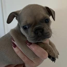 French Bulldogs from Heather's French Bulldogs