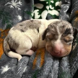Boy 2 - Dapple male Dachshund puppy in Whitehouse, Texas from Daschund Pups