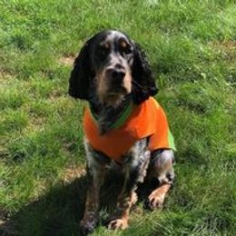 English Springer Spaniel Puppies from Ledge N' Tree English Springer Spaniels