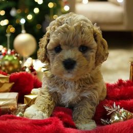 Havanese, Havapoo, and Poodle Puppies from Faithful Hearts Kennel
