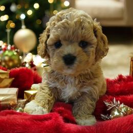 Havanese, Havapoo, and Poodle Puppies from Faithful Hearts Kennel