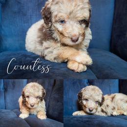 Countess - Red merle female Aussiedoodle puppy in Roebuck, South Carolina from Dani's Dandy Doodles