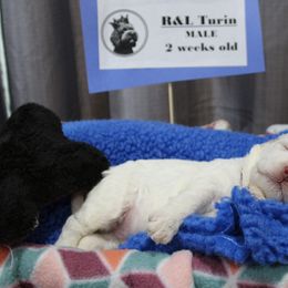 Lagotto Romagnolo Puppies from Royal and Loyal Lagotto Romagnolo