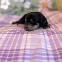 Skye - Black and tan female Dachshund puppy in Morristown, Tennessee from Hillside Hounds