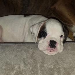 Boy 3 - White male Boxer puppy in Titusville, Florida from Saskobox
