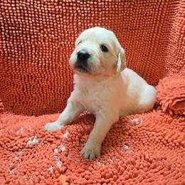 Girl 1 - Light golden female Golden Retriever puppy in Savannah, Georgia from Golden Point Retrievers